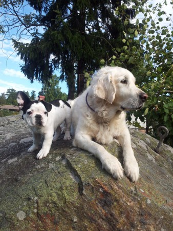 Sixten och vår gamla Golden Mille